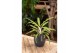 Aglaonema sunray green 