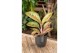 Aglaonema painted celebration 