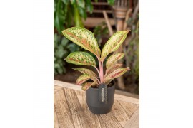 Aglaonema painted celebration