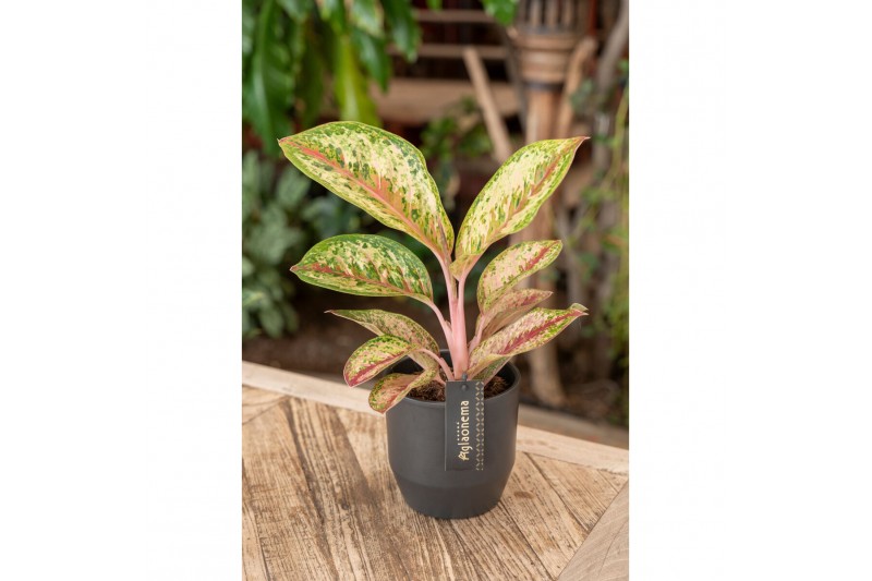 Aglaonema painted celebration 