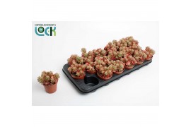 Sedum Sedum Rubrotinctum aurora