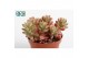 Sedum Sedum Rubrotinctum aurora 