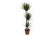 Dracaena marginata 3pp - 90-30-15 