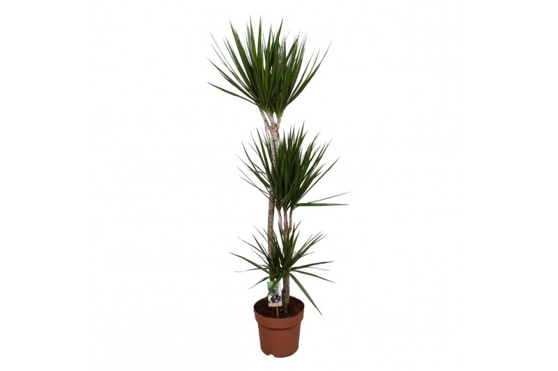 Dracaena marginata 3pp - 90-30-15 