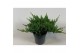 Juniperus procumbens nana 
