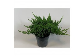 Juniperus procumbens nana