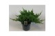 Juniperus procumbens nana 