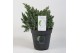 Juniperus squamata blue star 