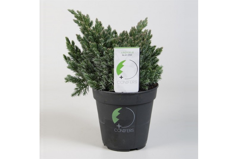 Juniperus squamata blue star 