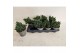 Juniperus squamata blue star 