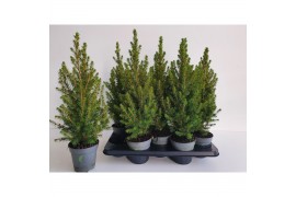 Picea glauca december