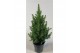 Picea glauca december 