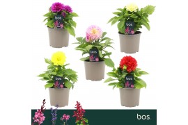 Dahlia dalina maxi mix Dalina Maxi, Mix