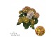Hydrangea macr. hi moon Bicolor 5-6 Bloem 