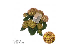 Hydrangea macr. hi moon Bicolor 5-6 Bloem