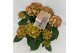 Hydrangea macr. hi moon Bicolor 5-6 Bloem 