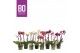 Phalaenopsis multiflora mix BO - Sweety Mix - 2 tak, 9+ bloem 