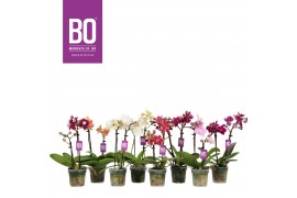 Phalaenopsis multiflora mix BO - Sweety Mix - 2 tak, 9+ bloem
