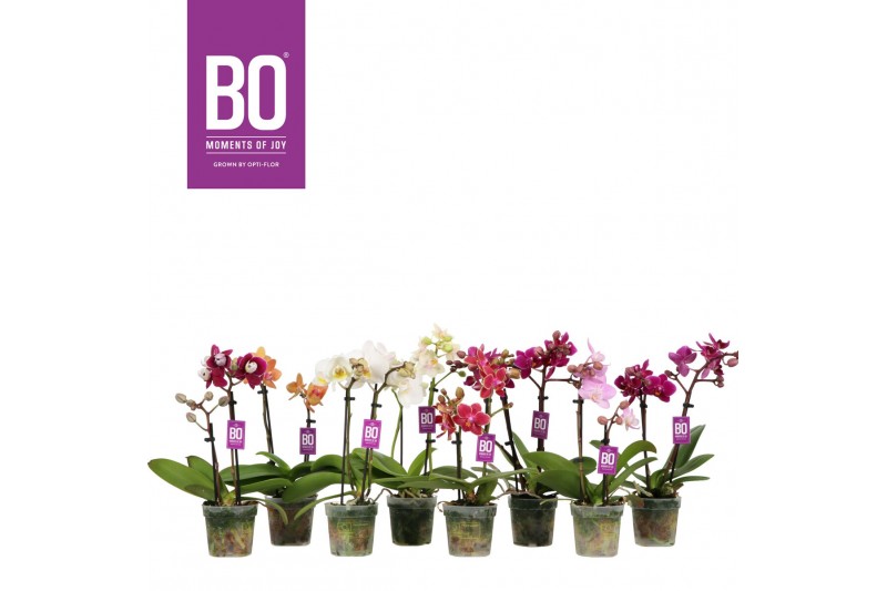 Phalaenopsis multiflora mix BO - Sweety Mix - 2 tak, 9+ bloem Phalaenopsis multiflora mix BO - Sweety Mix - 2 tak, 9+ bloem