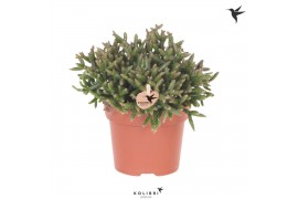 Rhipsalis burchellii Kolibri Greens Rhipsalis Burchelli 1 pp  cm diame