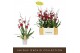 Burrageara nelly isler Red Velvet - 3 tak 