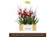 Burrageara nelly isler Red Velvet - 3 tak 