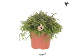 Rhipsalis baccifera oasis Kolibri Greens Rhipsalis Cassutha Oasis cm d