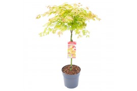 Acer shirasawanum moonrise