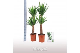 Yucca elephantipes 60-30