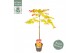 Acer shirasawanum moonrise 