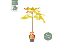 Acer shirasawanum moonrise