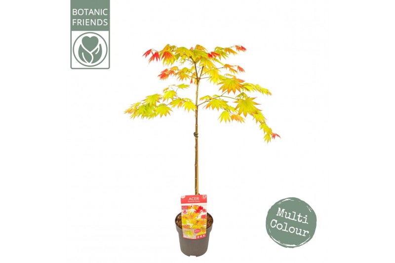 Acer shirasawanum moonrise 