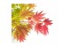 Acer shirasawanum moonrise 