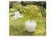 Acer shirasawanum moonrise 