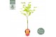 Acer shirasawanum moonrise 