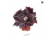Tradescantia zebrina Kolibri Greens Tradescantia Zebrina 10 - 14  cm   