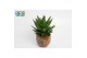 Aloe Mitriformis in Luuk Orange pot 