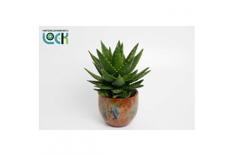 Aloe Mitriformis in Luuk Orange pot 