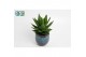 Aloe Mitriformis in donkerblauwe Luuk pot 