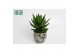Aloe Aloë mitriformis in blauwe luuk pot 