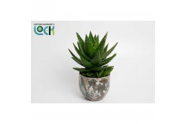 Aloe Aloë mitriformis in blauwe luuk pot