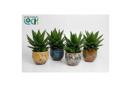 Aloe mitriformis mix in luuk pot