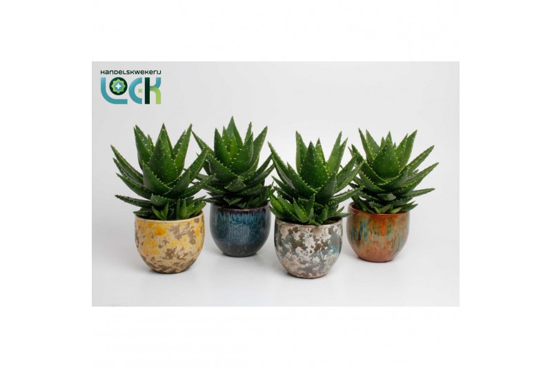 Aloe mitriformis mix in luuk pot 
