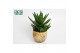 Aloe mitriformis in gele luuk pot 