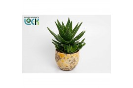 Aloe mitriformis in gele luuk pot