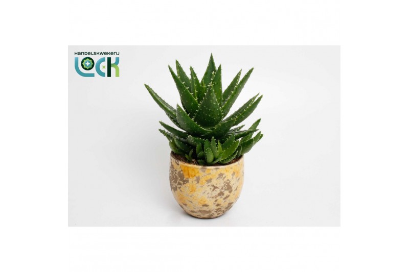 Aloe mitriformis in gele luuk pot 