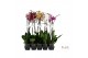 Phalaenopsis mix Phalaenopsis donkere mix - 1 tak 80cm 9+/vertakt 9 bl 
