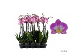 Phalaenopsis sunca split Phalaenopsis Split - 3 tak 70cm 20 bl. 3 tak/