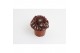Sempervivum rubrum arachnoideum 