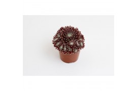 Sempervivum rubrum arachnoideum